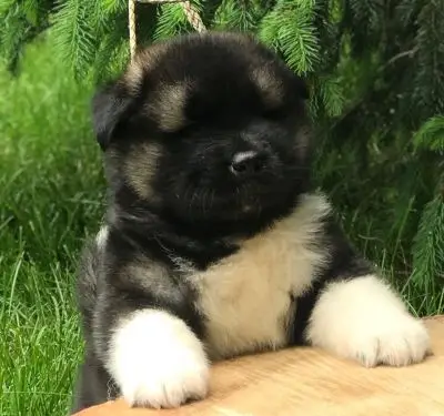 Apexx Akita puppy from a champion bloodline litter at Apexx Akitas