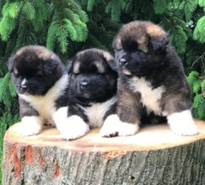 American Akita puppy prepared for nationwide placement with a family in Colorado
