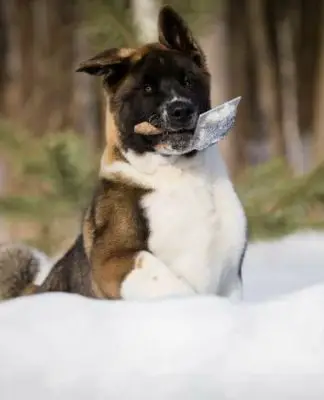 Apexx Akita from the champion bloodline program in Sussex County New Jersey