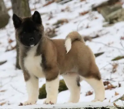 Apexx Akita female from the champion bloodline breeding program