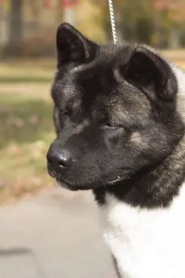 Apexx American Akita demonstrating breed structure and champion pedigree presence