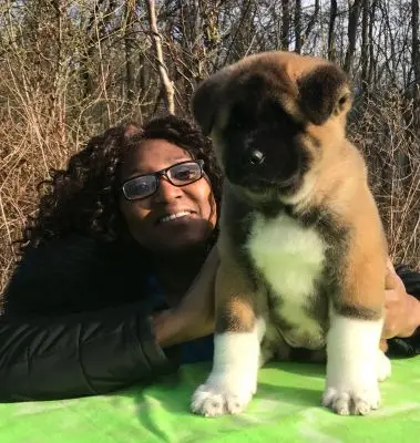 Apexx American Akita from the multi-generational Apexx Akitas breeding program