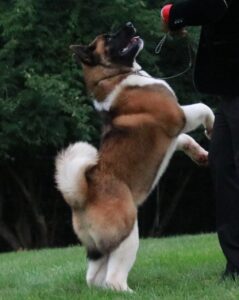 American Akita puppies from a reputable Akita breeder at Apexx Akitas