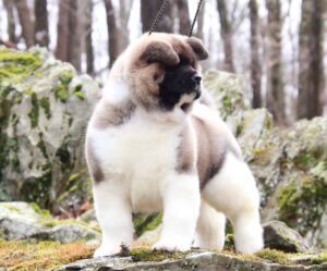 American Akita puppies safely delivered nationwide by Apexx Akitas