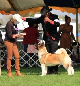 Apexx Akita winning Best Of Breed