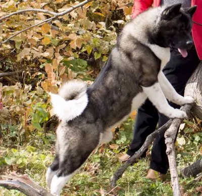 Apexx American Akita from the champion bloodline program at Apexx Akitas
