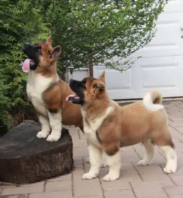 OFA TESTED AKITA PUPPIES BY CHAMPION BLOOD LINES