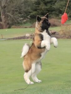 American Akita puppy available for sale in California from a reputable breeder