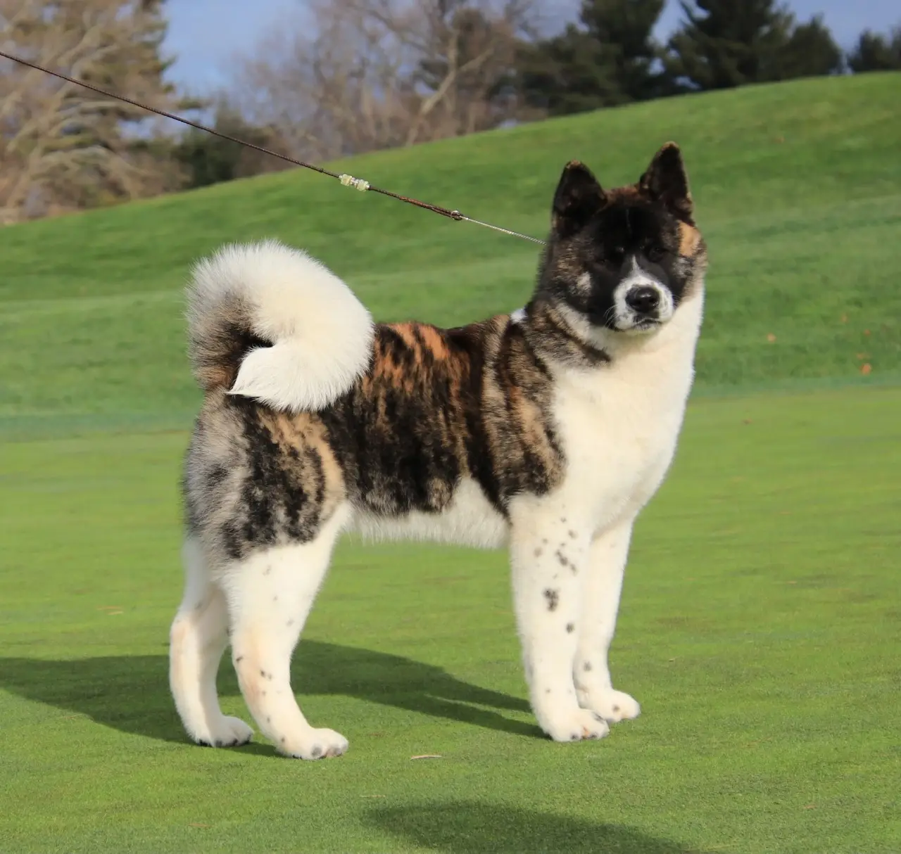American Akita Puppies for Sale | OFA Certified | Apexx Akitas NJ