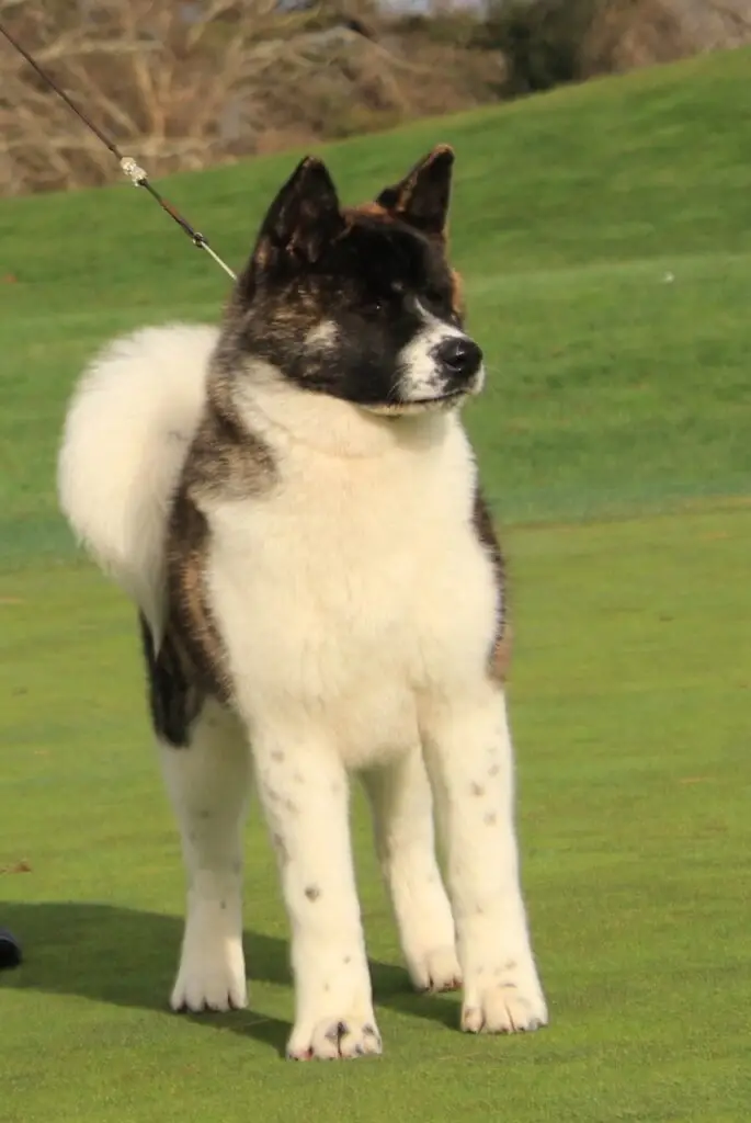 Apexx American Akita portrait from the champion bloodline program