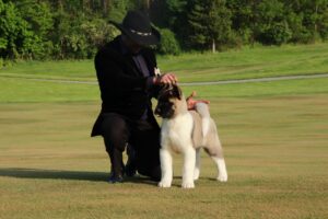American Akita puppy prepared for nationwide placement with a family in Georgia 
