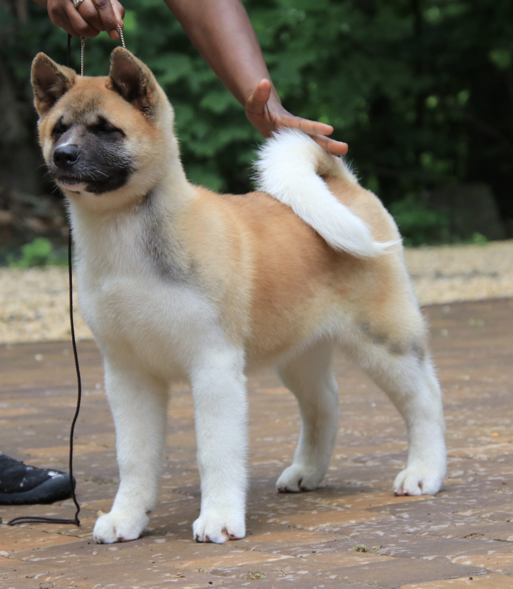 PUPPIES FOR SALE – Apexx Akitas