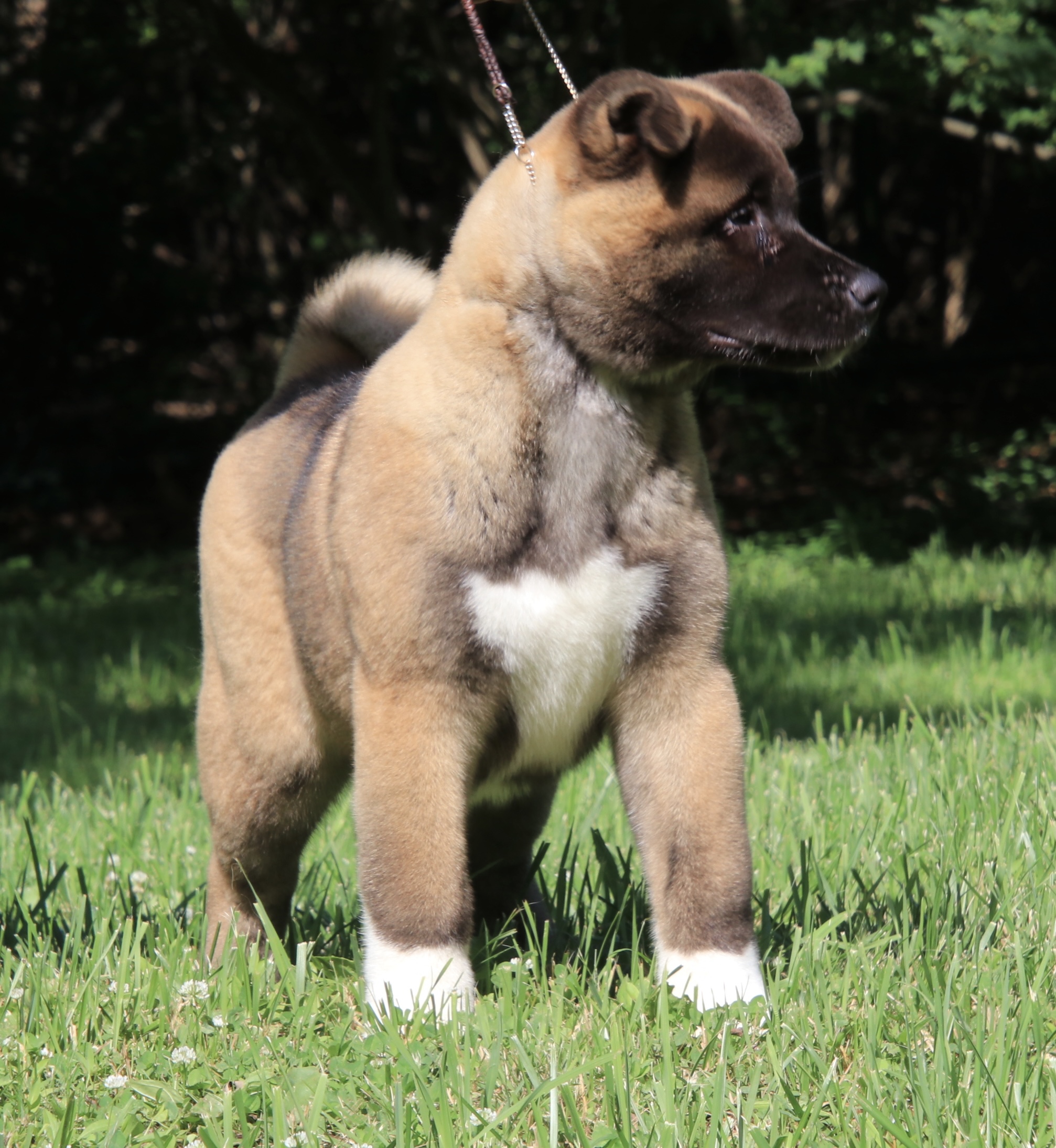 Available Akita Puppy from Champion Bloodlines