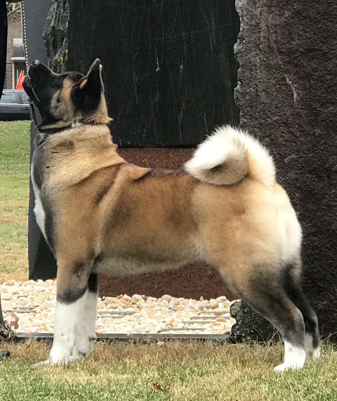 BREEDING – Apexx Akitas