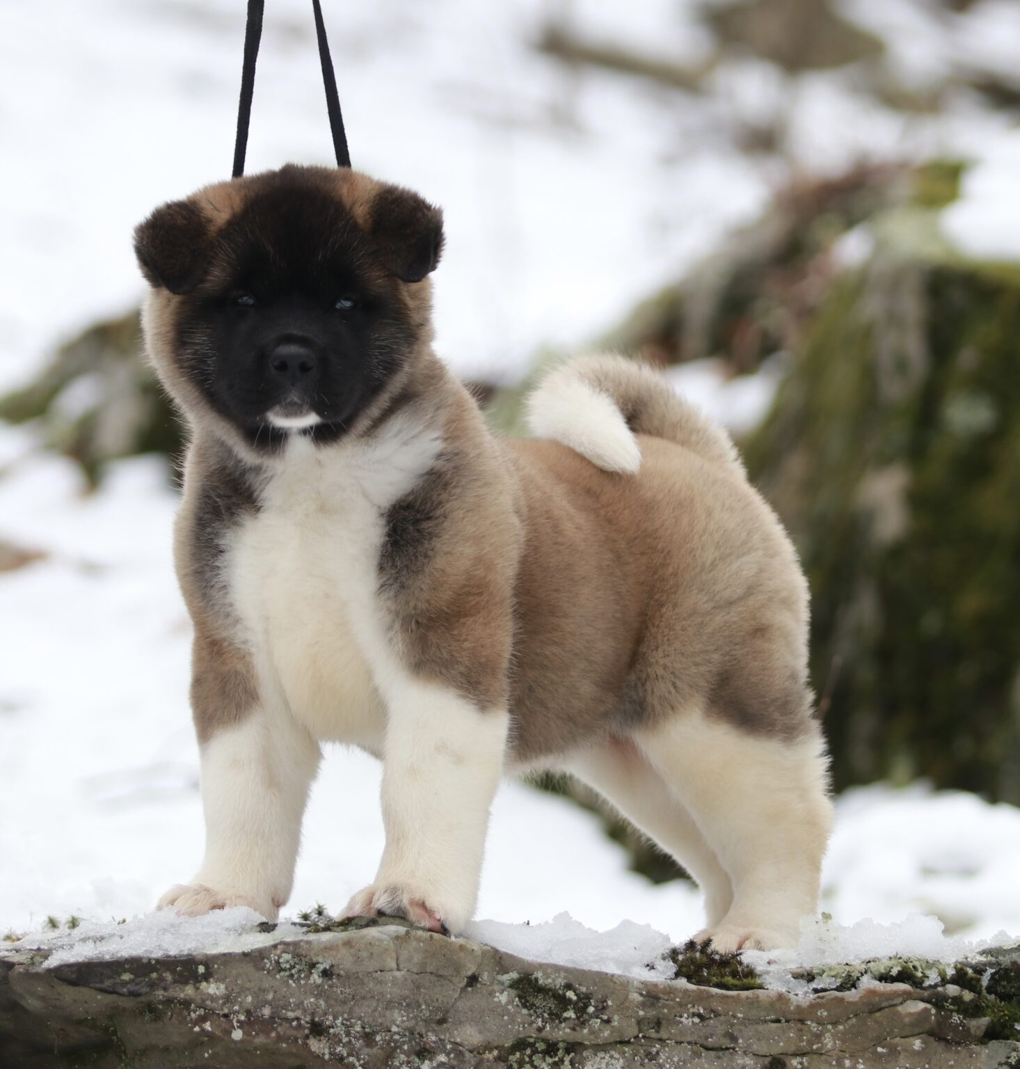 PUPPIES FOR SALE – Apexx Akitas