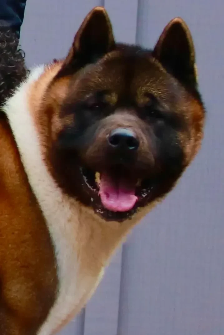 Grand Champion Asa, American Akita from Apexx Akitas, with a child, showing the calm family temperament of well-bred American Akitas