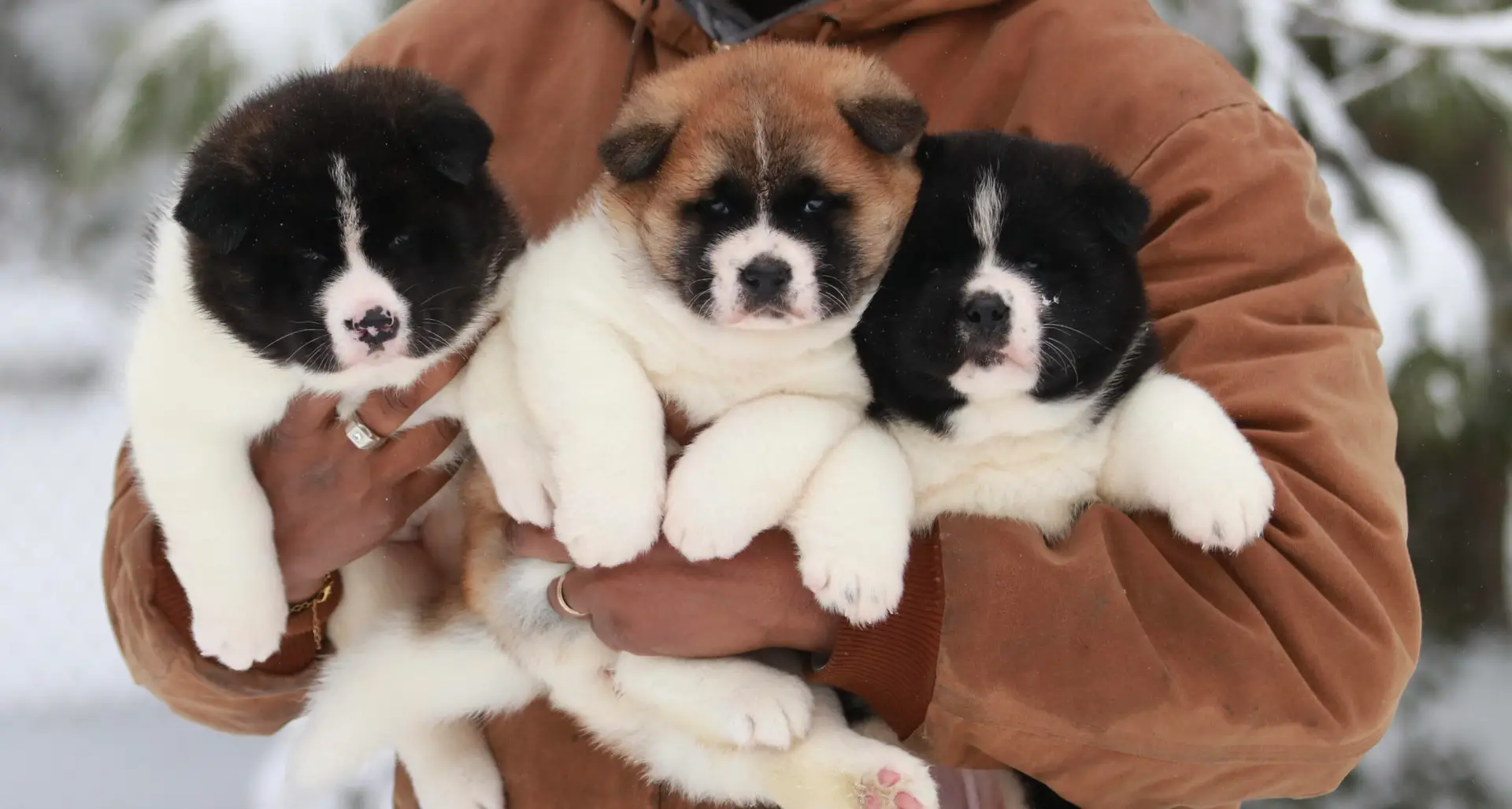 American Akita puppy from Apexx Akitas champion bloodlines health tested