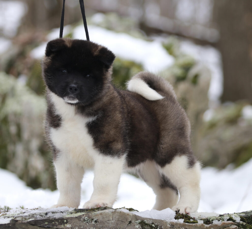 PUPPIES FOR SALE – Apexx Akitas