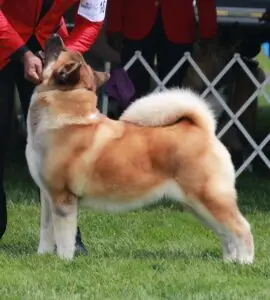 Champion American Akita from Apexx Akitas showing correct breed structure and temperament"