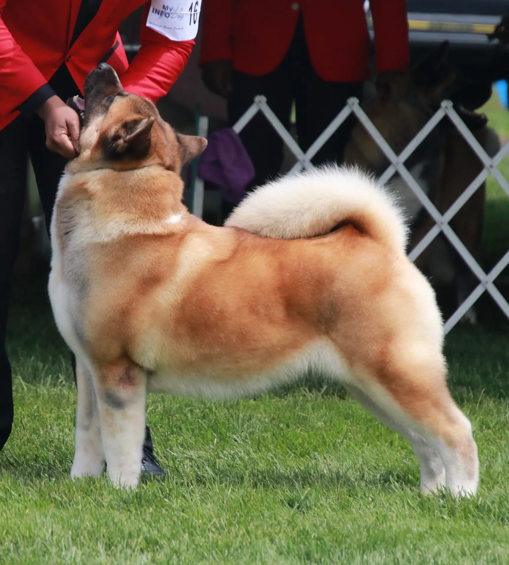 Champion American Akita from Apexx Akitas showing correct breed structure and temperament"