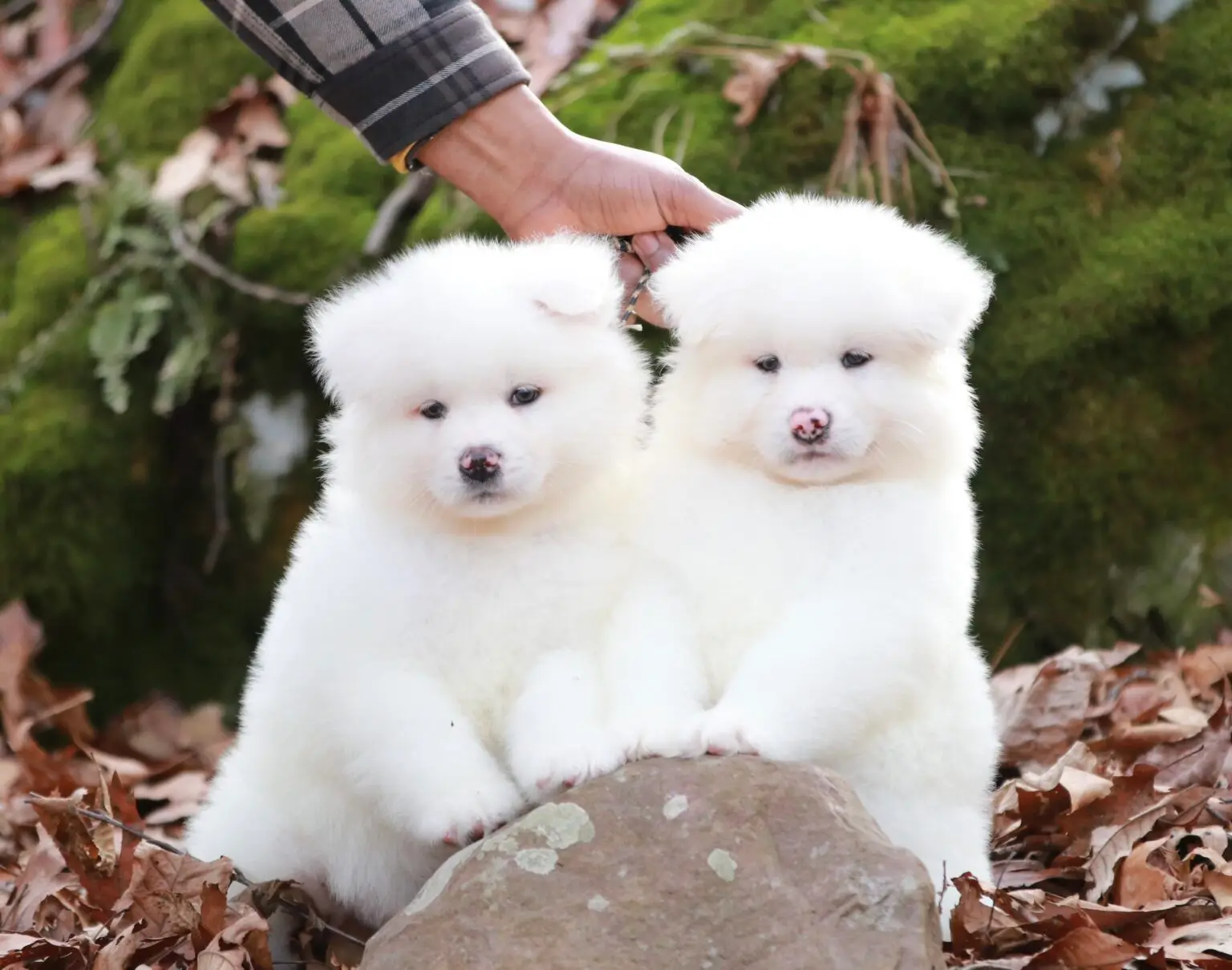 American Akita puppies for sale from health-tested parents at Apexx Akitas