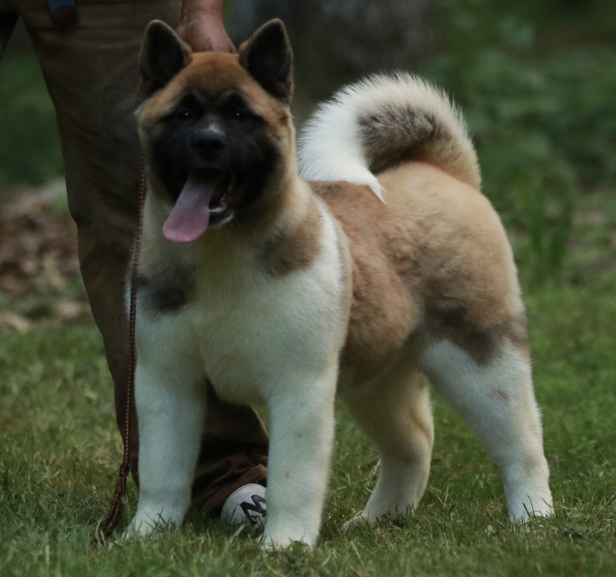 PUPPIES FOR SALE – Apexx Akitas