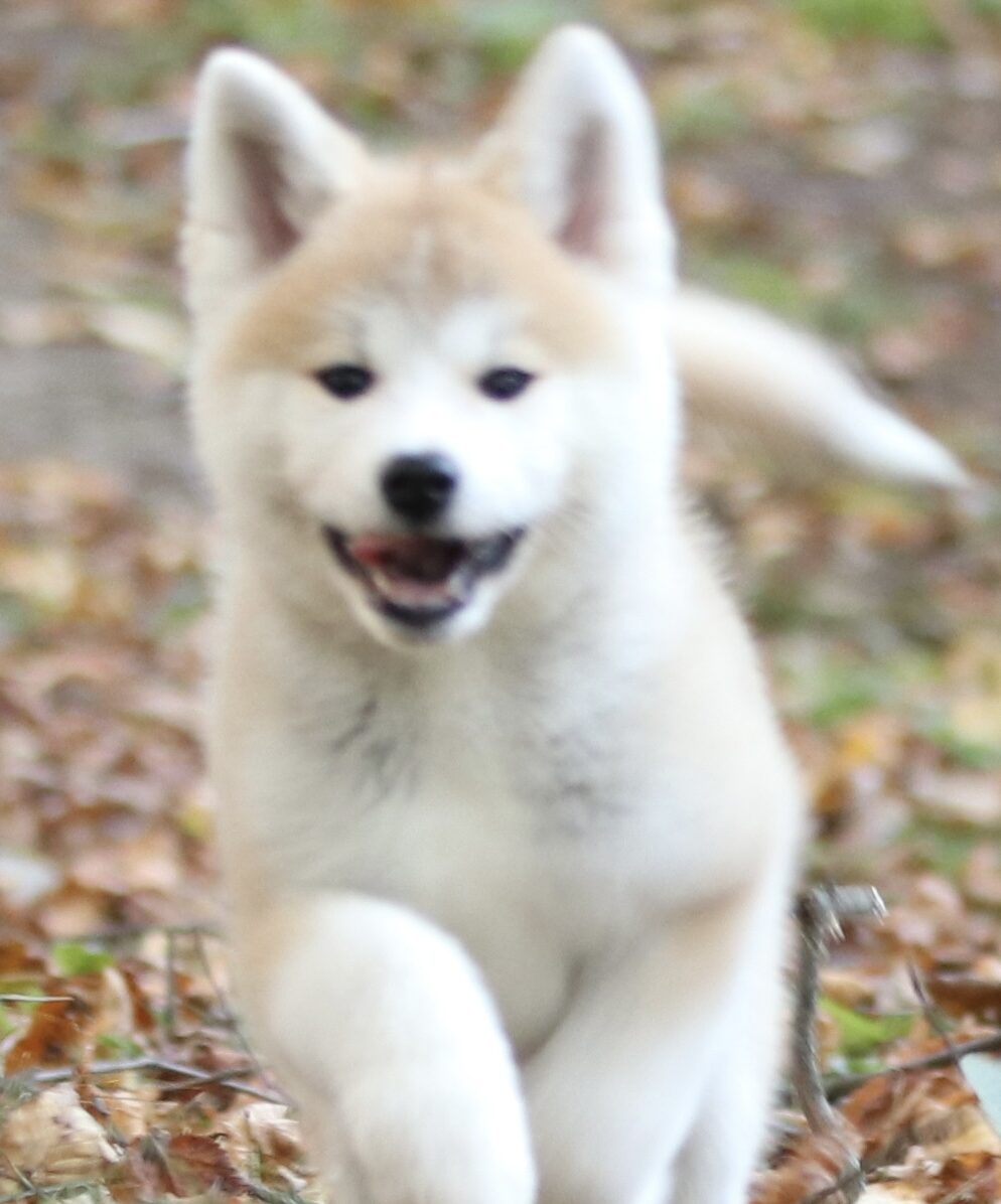 Japanese Akita Inu showing fox-like head red fawn urajiro lighter build