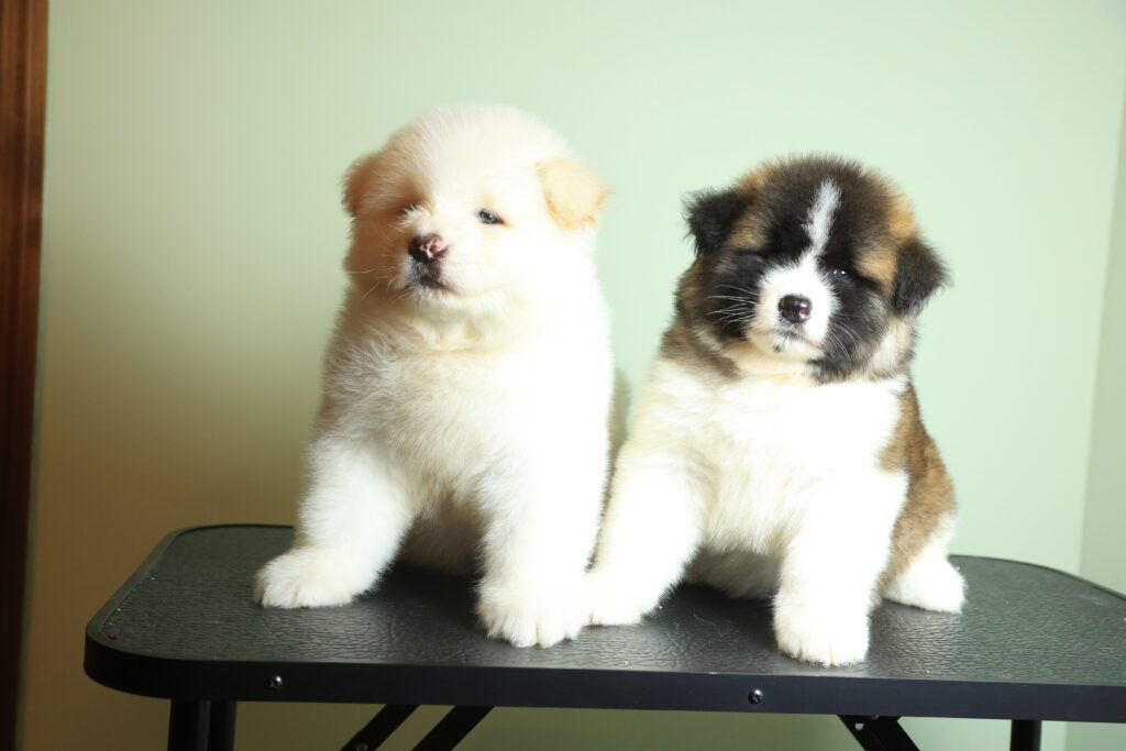 Two American Akita puppies for sale from Apexx Akitas, showcasing strong structure, calm temperament, and early development