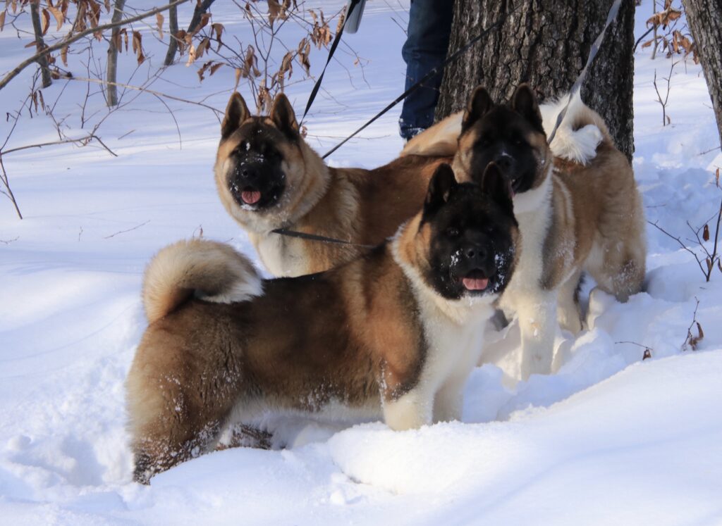 Three majestic American Akita males standing confidently in the snow from Apexx Akitas breeding program