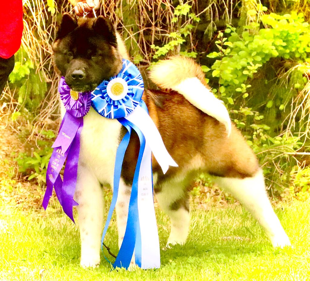 Champion Swatt, a powerful American Akita, standing proudly with a confident stance.
