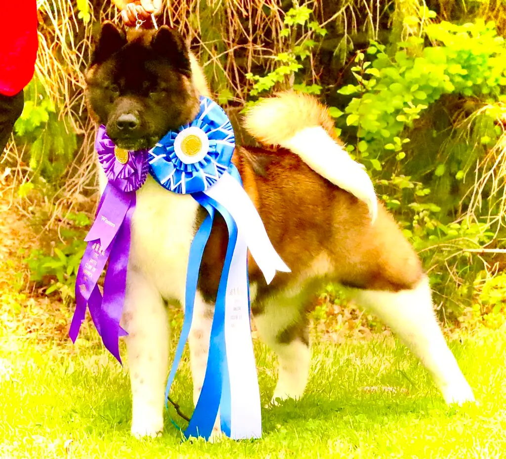 About Apexx Akitas | Ron Durant, American Akita Breeder Since 2003