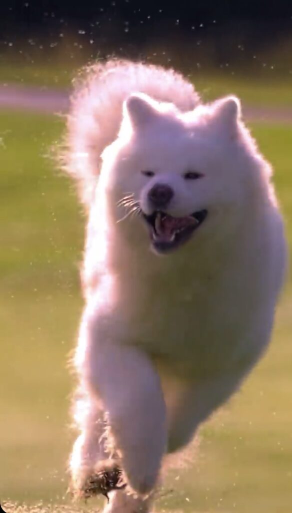 Arctic, a brilliant white American Akita male, running with strength and confidence