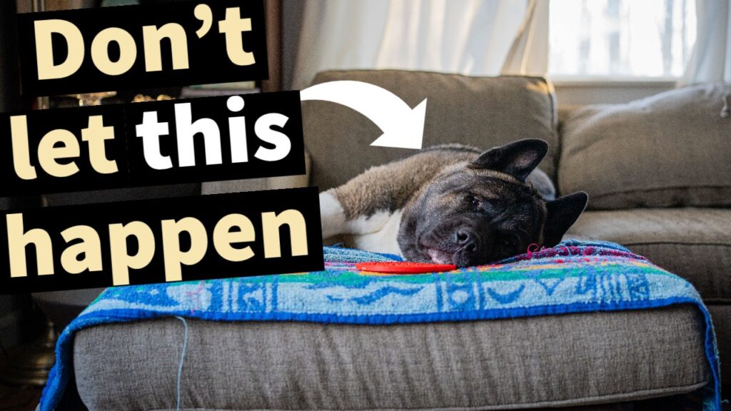 American Akita attending a veterinary health evaluation as part of responsible breeding practices