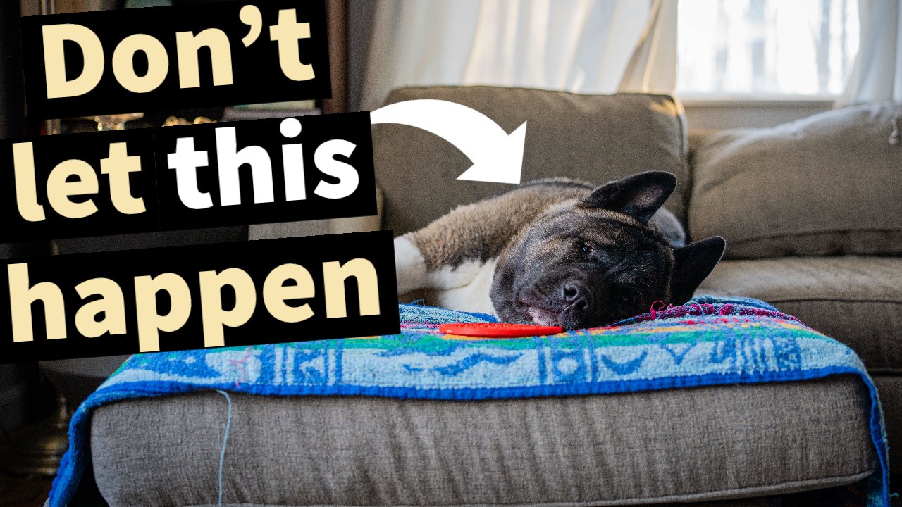 American Akita health evaluation at veterinary office