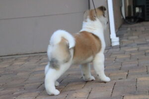 American Akita puppy prepared for nationwide placement with a family in Florida 