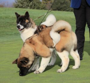 American Akita puppy raised by Apexx Akitas for placement with a family in Washington state
