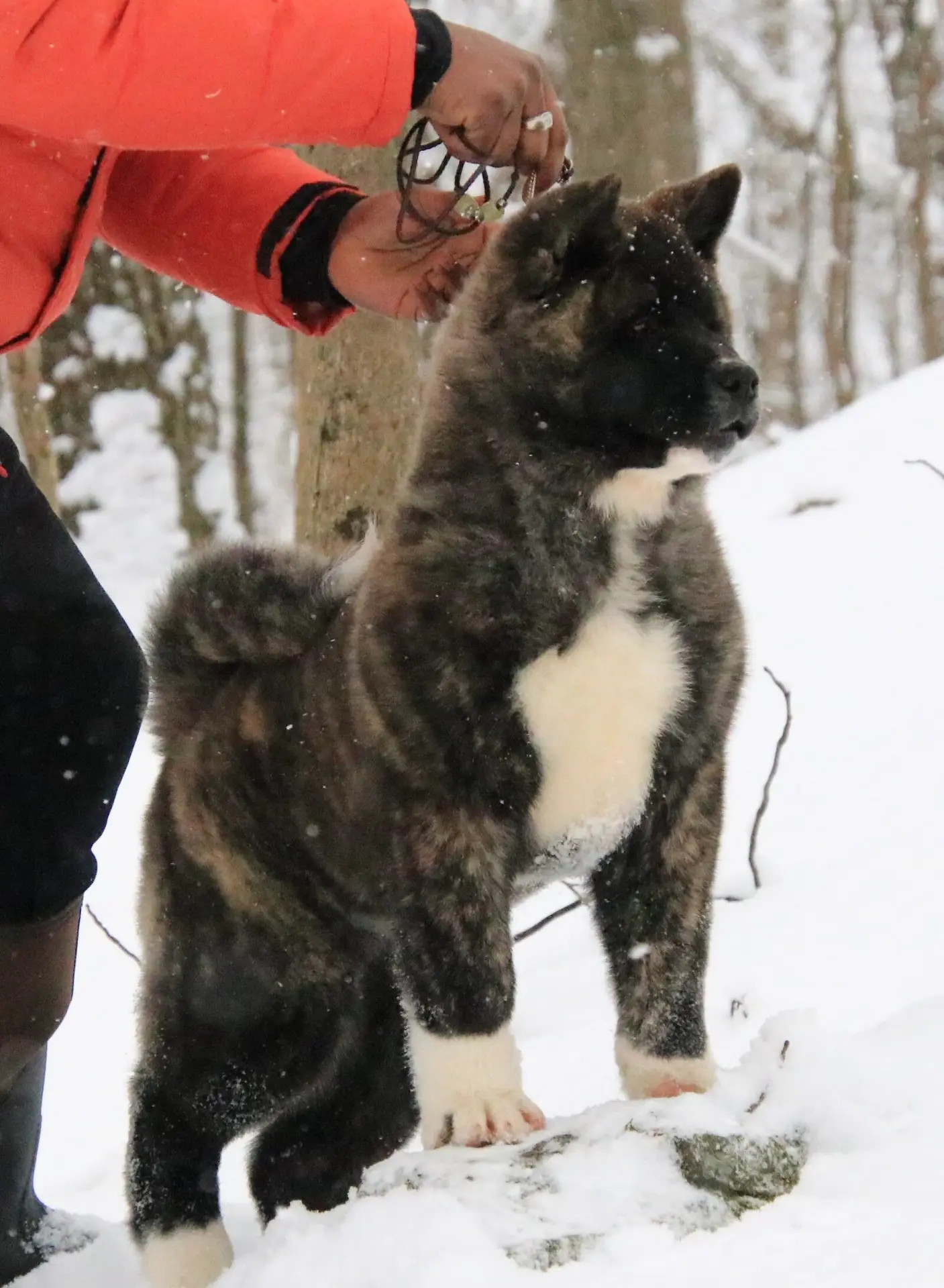 American Akita puppy prepared for nationwide placement with families in Washington