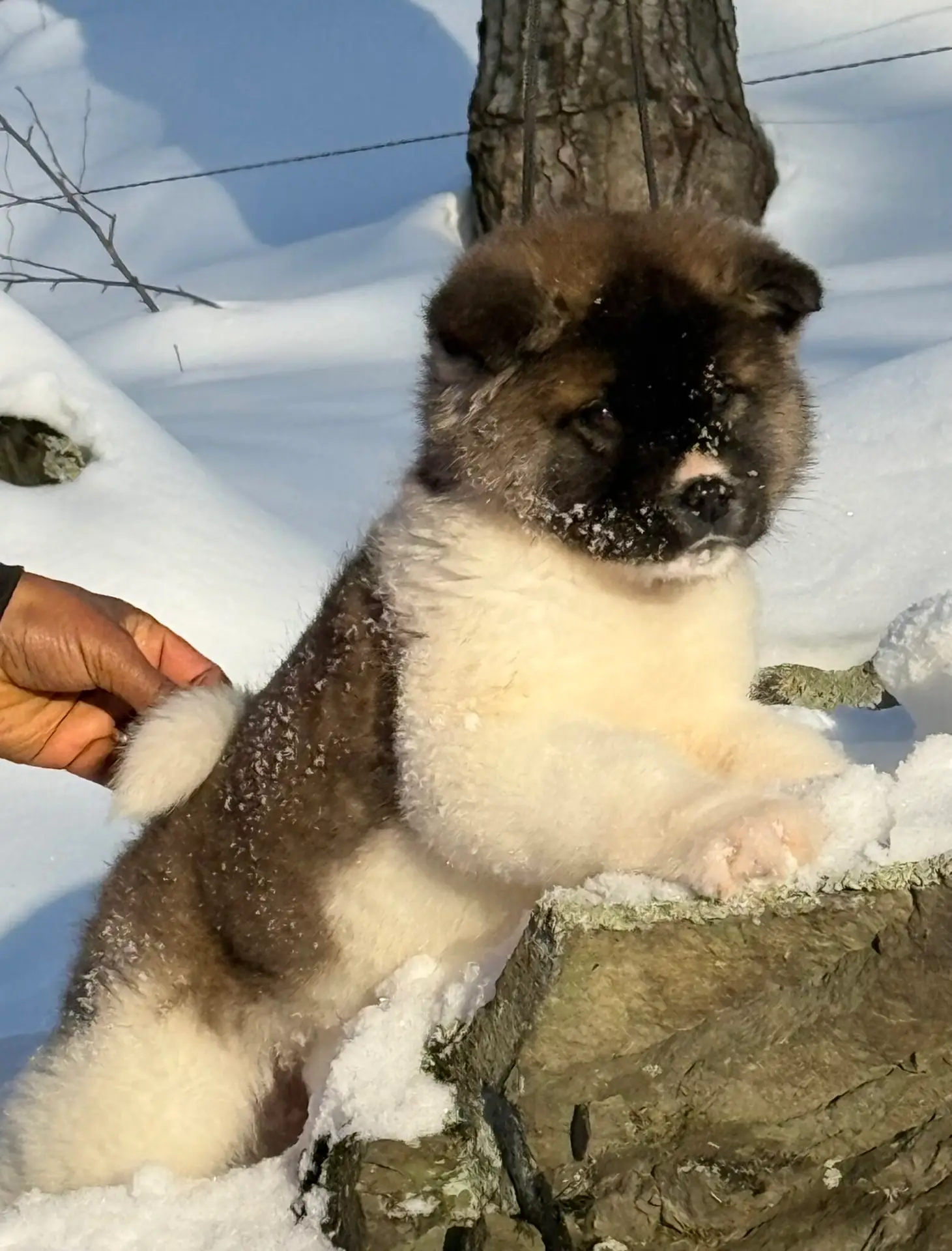 Available Female American Akita