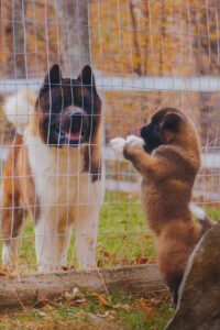 Healthy American Akita puppy from Apexx Akitas with parents tested for common American Akita health problems including hip dysplasia