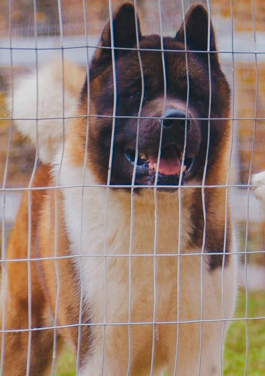 American Akita showing bear-like head broad skull pinto coloring black mask