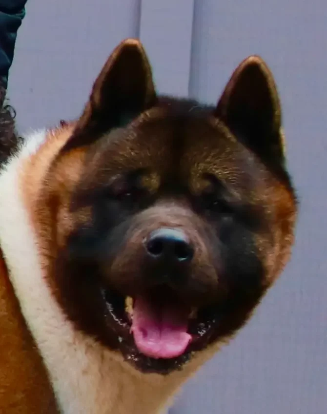 full grown american akita