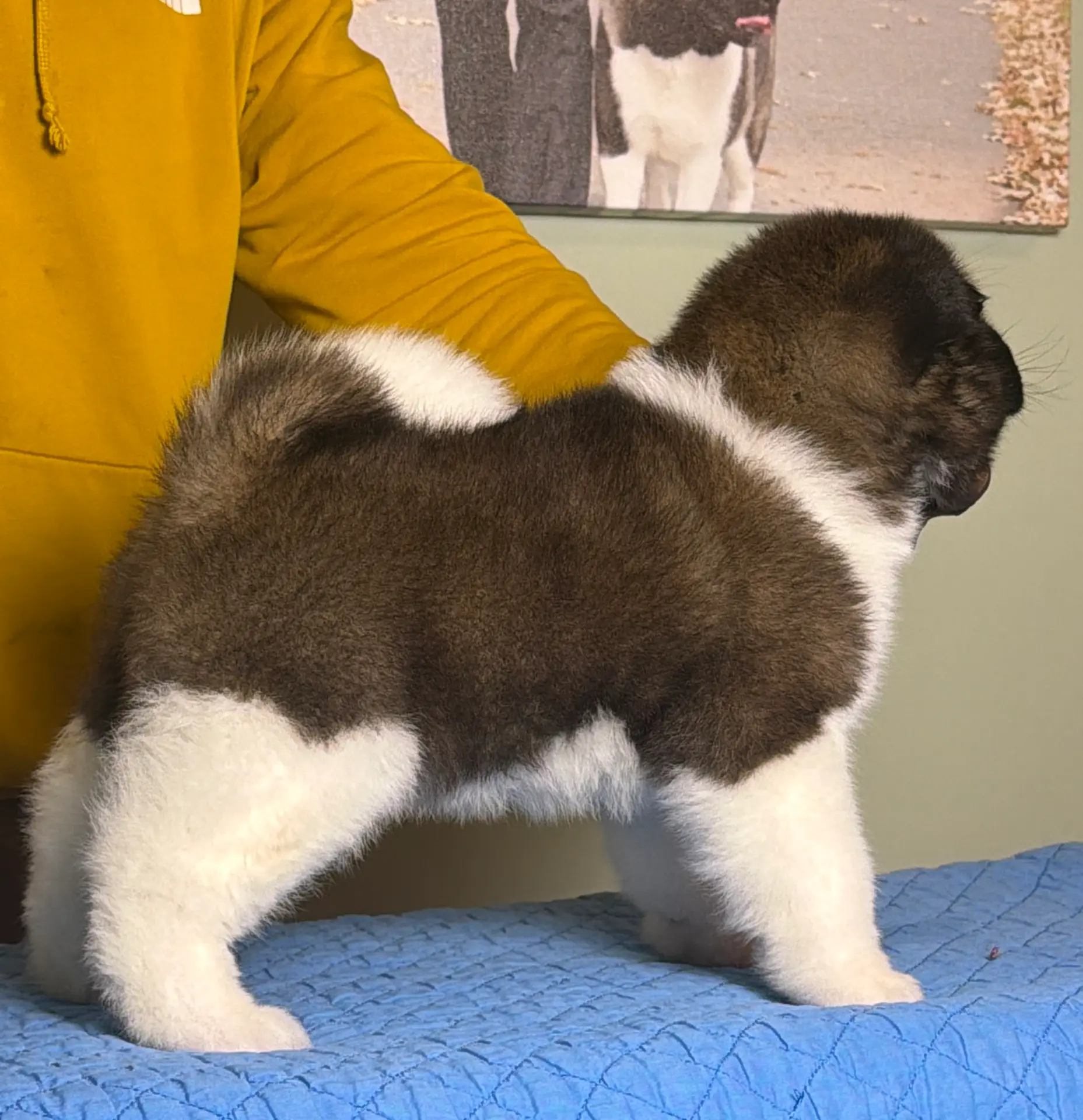 American Akita puppy for sale from champion bloodlines at Apexx Akitas