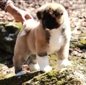 American Akita puppies for sale health-tested champion bloodlines Apexx Akitas