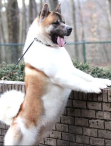 Pinto American Akita showing accepted color patterns Apexx Akitas breeder