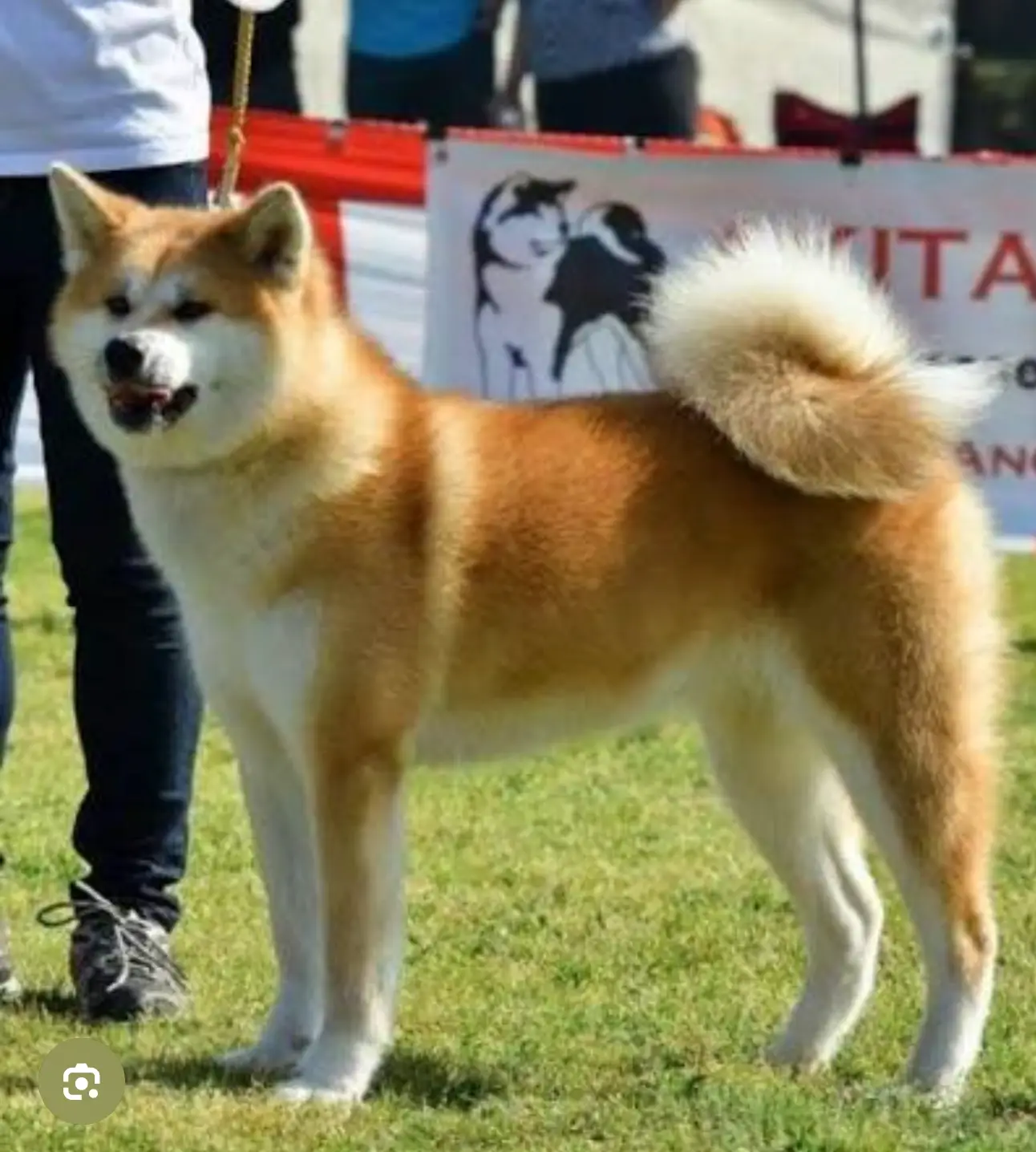 Japanese Akita Inu red fawn urajiro fox-like head show dog