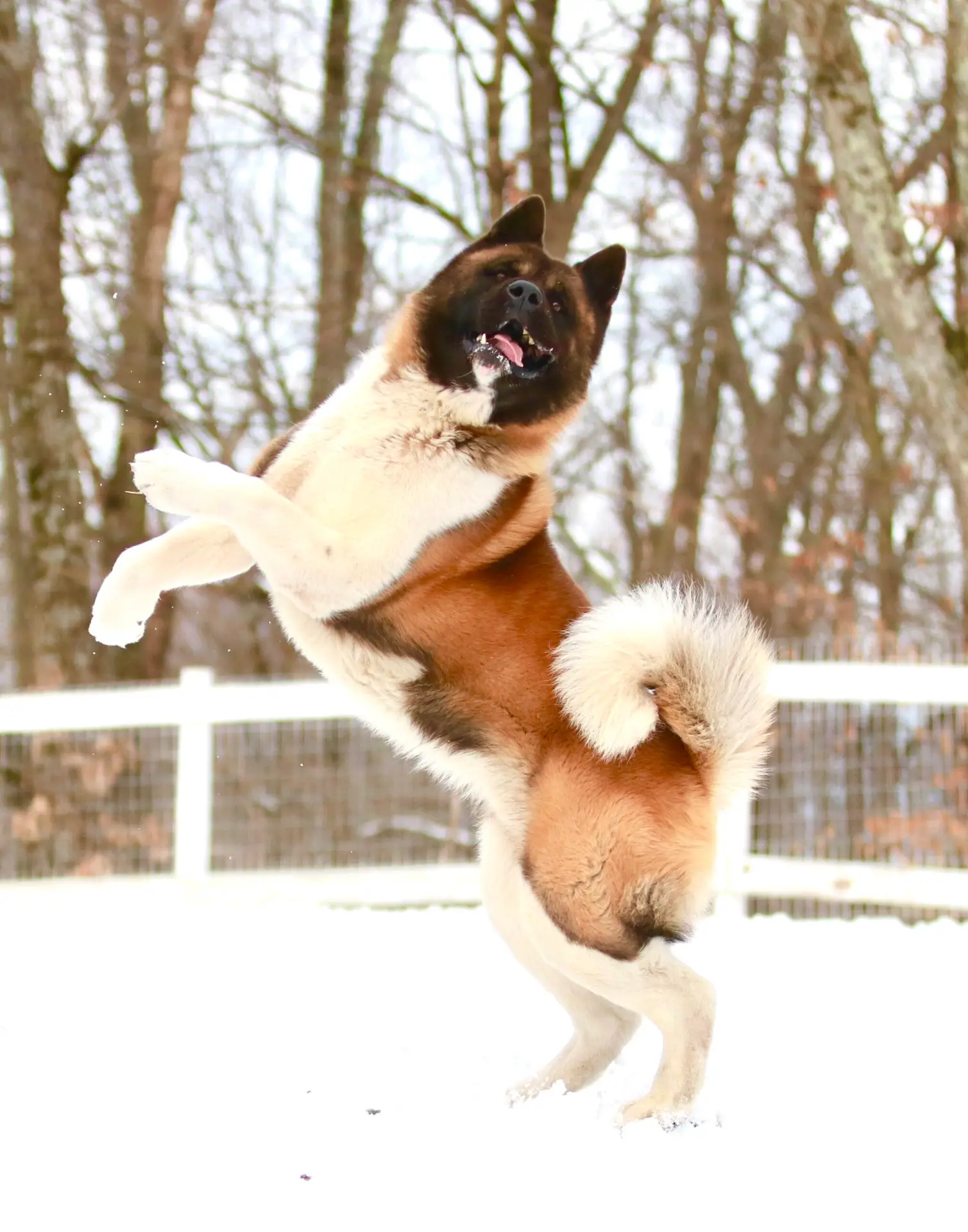 American Akita from Apexx Akitas champion bloodlines demonstrating correct structure and breed type
