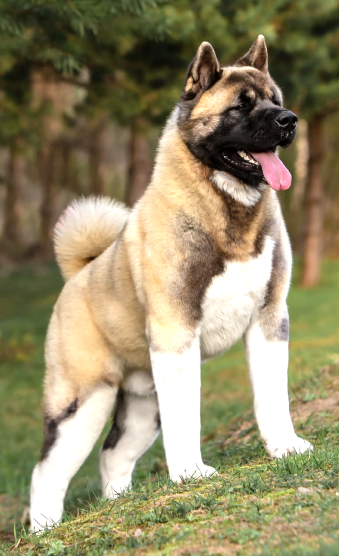 American Akita pinto coloring black mask bear-like head Apexx Akitas