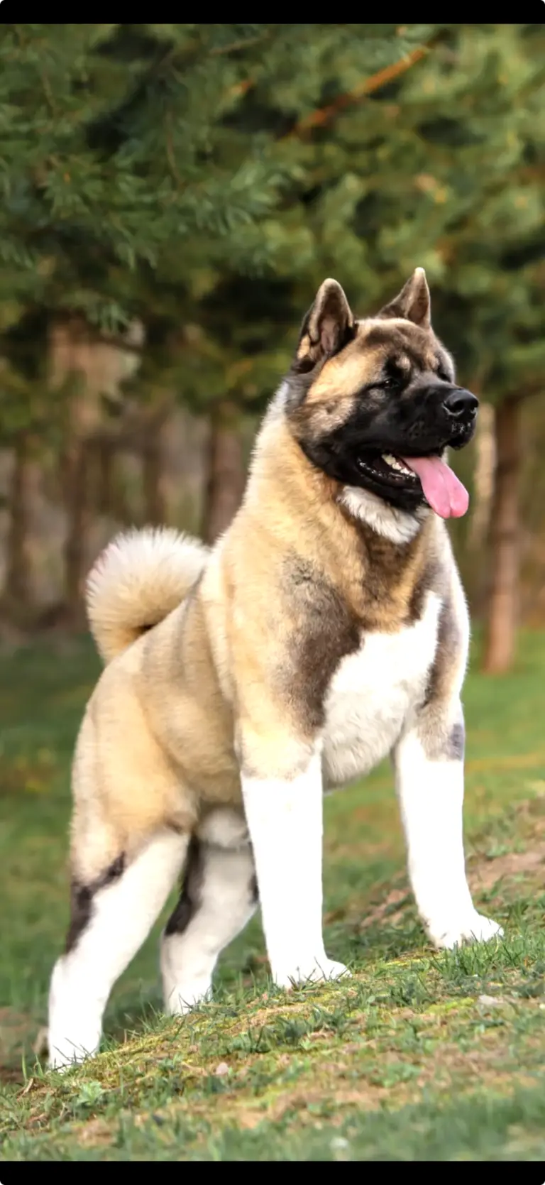 American Akita from Apexx Akitas showing correct structure and stable temperament, champion bloodlines, Sussex County New Jersey