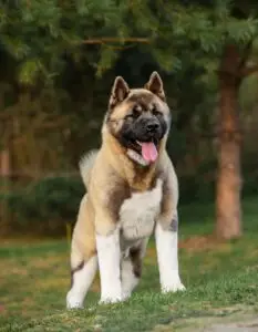 American Akita correct structure and conformation – Apexx Akitas New Jersey 
