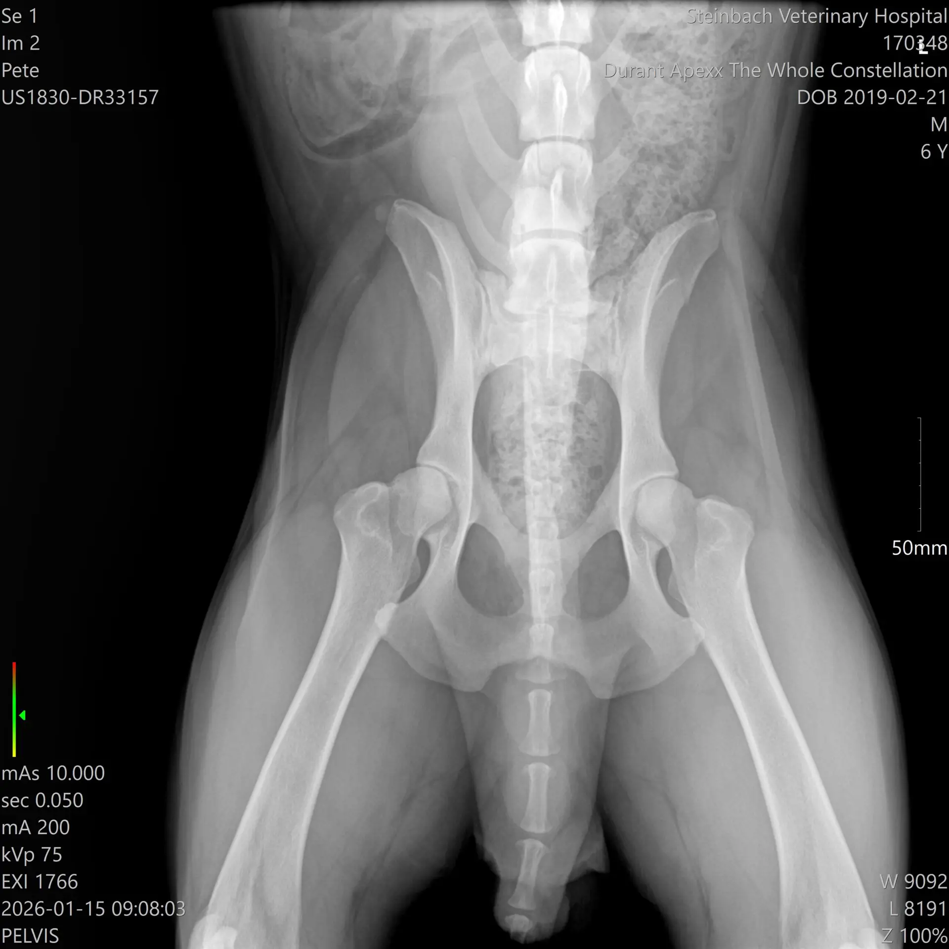 OFA hip radiograph of American Akita breeding dog at Apexx Akitas showing verified health clearances